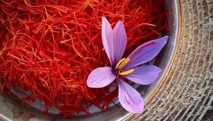 خاوازی: خرید حمایتی زعفران از هفته آینده آغاز می&zwnj;شود