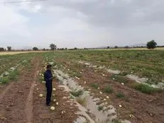 چوب حراج بر محصول کشاورزان جیرفتی/ وقتی دانشجویان صدای شهر شدند