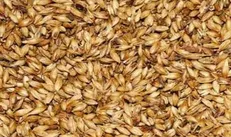دلایل عدم واردات جو از عراق به رغم اعلام آمادگی این کشور