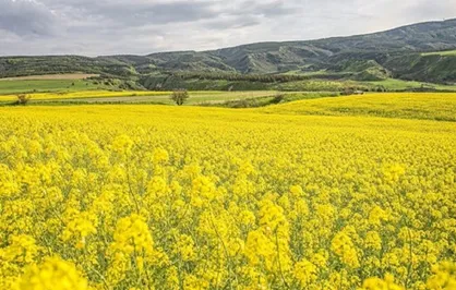 افزایش قیمت تضمینی دانه&zwnj;های روغنی