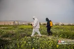 یلی