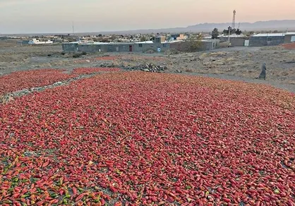 علت برگشت خوردن محموله فلفل ایران از روسیه