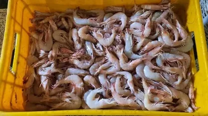 ۷۵۰ تُن میگو در گلستان برداشت شد