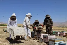 پیش‌بینی افزایش چشمگیر تولید عسل تا ۵۰۰۰ تن در چهارمحال و بختیاری