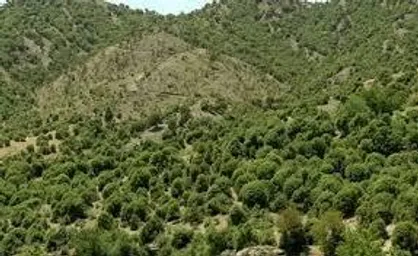 خشکسالی و تغییرات اقلیمی ۲۰۰ هزار هکتار از جنگل&zwnj;های بلوط کهگیلویه و بویراحمد را خشکاند