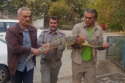 کروکودیل نیل در یک رستوران در مشکین&zwnj;دشت کشف شد