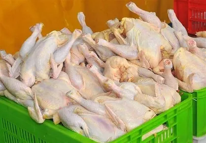 سفرهای نوروزی دولت را غافلگیر کرد/ مازندران مانع خروج مرغ