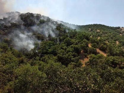 مهار آتش&zwnj;سوزی در جنگل&zwnj;های بلوط مریوان