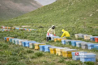 زنبور