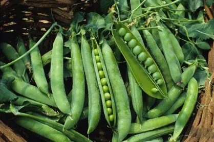 بررسی تأثیر غلاف نخودفرنگی در پایدار روغن آفتابگردان و سویا