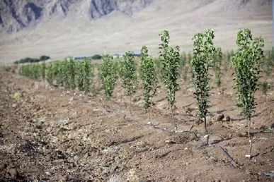سهم پررنگ کهگیلویه و بویراحمد در طرح ملی کاشت یک میلیارد درخت/ تولید ۸۰۰ هزار نهال در سال جاری