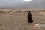 واکسن ذام