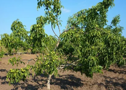 تفاوت نهال گردو پیوندی با نهال گردو بذری چیست؟