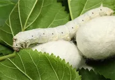 آفت بی‌تدبیری به جان نوغانداران خراسان شمالی/ فرش دورو ابریشم جهان در حال نابودی