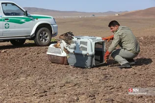 رهاسازی پرندگان شکاری در قم