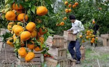 تولید ۷۰۰ هزار تن مرکبات مازاد بر نیاز در سال جاری/ چین مقصد بعدی صادرات مرکبات ایران&zwnj;