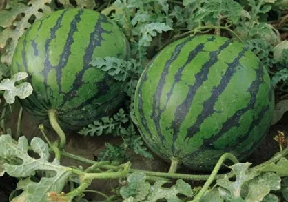 محدودیت برای صادرات محصولات جالیزی