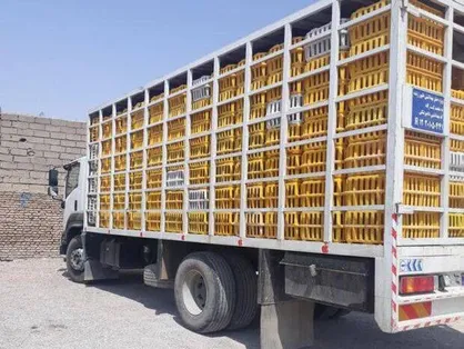 توقیف دو محموله مرغ زنده بدون مجوز در سبزوار