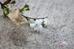 چند قدم مانده تا بهار