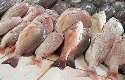 کاهش قیمت ۳۴ نوع ماهی در میادین میوه و تره بار