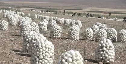 خرید تضمینی پیاز در جنوب کرمان به ٢ هزار تن رسید