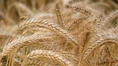 پیش‌بینی تولید ۱.۳ میلیون تن گندم در فارس