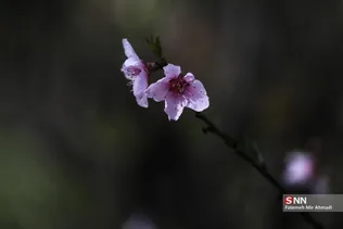 بهار شکوفه ها 