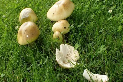 جزئیات مسمویت&zwnj;های اخیر با قارچ