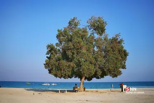 صثفصل