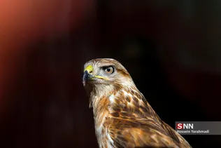 رهاسازی پرندگان شکاری در قم