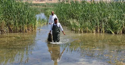 کشف ۲ رشته تور ماهیگیری غیرمجاز در تالاب نوروزلو میاندوآب / برخورد با صید غیرمجاز