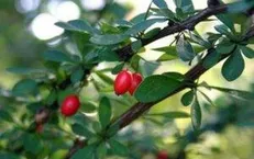 خواص درمانی زرشک را بشناسید