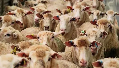 لیست کشتارگاه&zwnj;ها، مراکز ثابت و سیار عرضه دام ویژه عید قربان ۱۴۰۰
