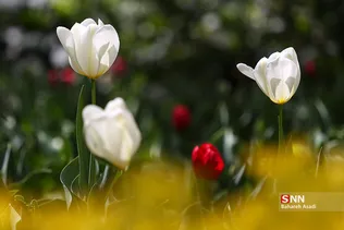 باغ ایرانی