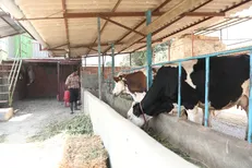 ۱۸۰ هزار شغل برکت در حوزه پرورش دام سبک و سنگین