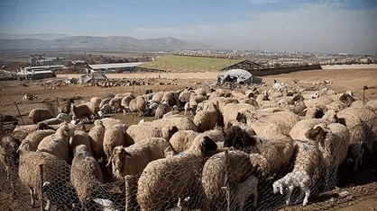 هشدار پلیس بیله&zwnj;سوار به دامداران برای پیشگیری از سرقت احشام