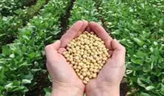 جزئیات بسته حمایتی برای کشاورزان/سویا کاران چقدر پاداش می‌گیرند
