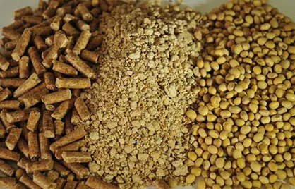 رضایی: یک میلیون تن کنجاله سویا برای تولید مرغ کم داریم/وزارت صمت پاسخگو باشد