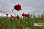 لاله
