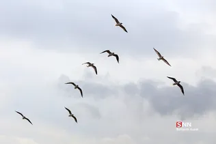 پرندگان مهاجر