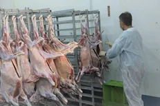 استقرار ۲۳ گروه دامپزشکی زنجان برای نظارت بر ذبح دام در عید قربان
