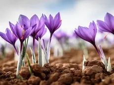 سیستم نوآوری و فناوری کشور برای حل شبکه مسائل زعفران باخرز فعال می‌شود