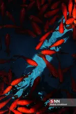 ماهی قرمز و سبزه شب عید