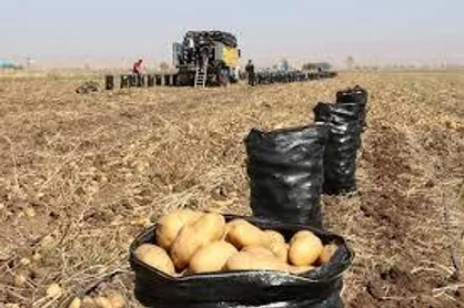 یک هزار و ۵۱۰ میلیارد ریال از مطالبات سیب&zwnj;زمینی&zwnj; کاران اردبیل پرداخت شد