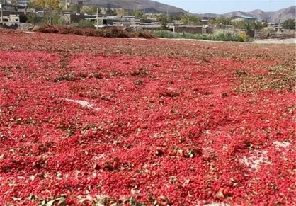 خرید حمایتی زرشک کشاورزان از هفته آینده