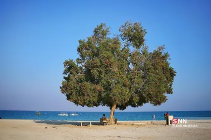 جزیره