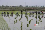 شالی