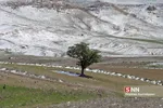 برف بهاری