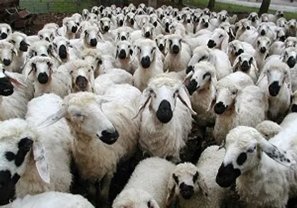 ترانزیت ۶۰ هزار دام زنده ترکیه&zwnj;ای به قطر از خاک ایران