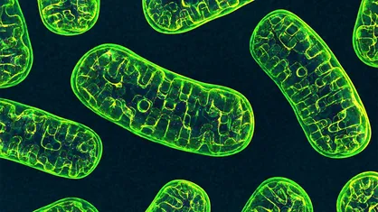 نانولوله&zwnj;ها DNA را وارد میتوکندری گیاه کردند